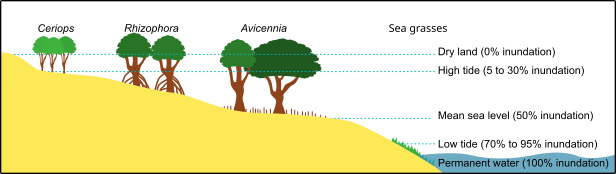 Mangrove zonation